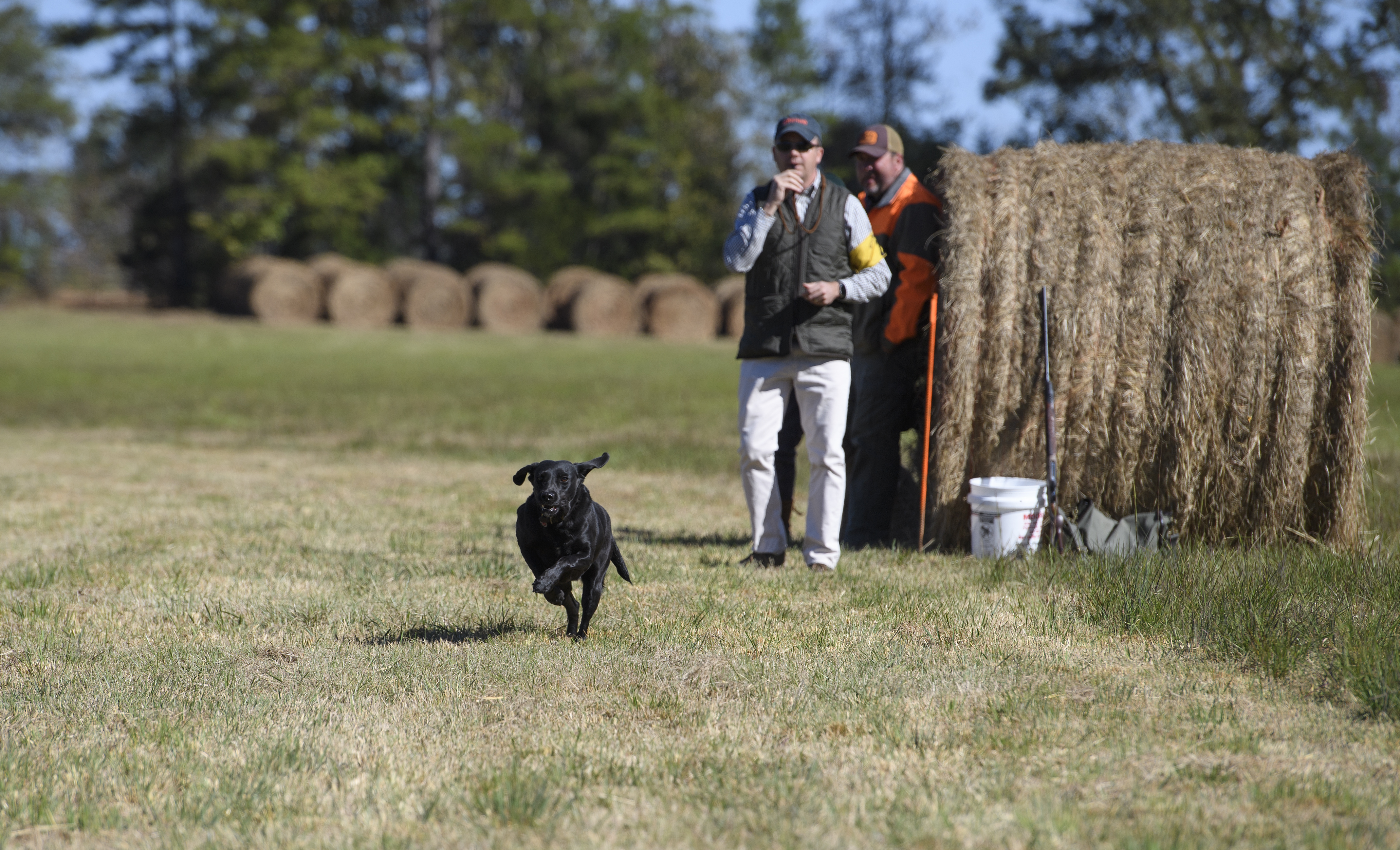 Why the world's best dogs are trained in Oxford, Mississippi Oxford